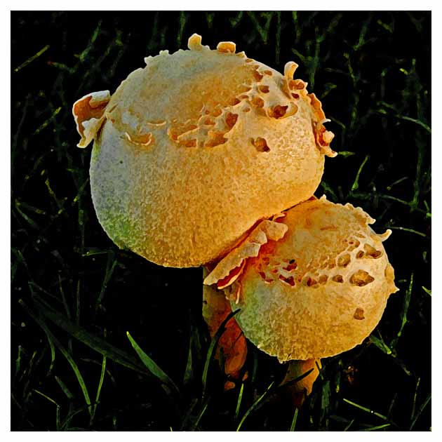 Two Mushrooms